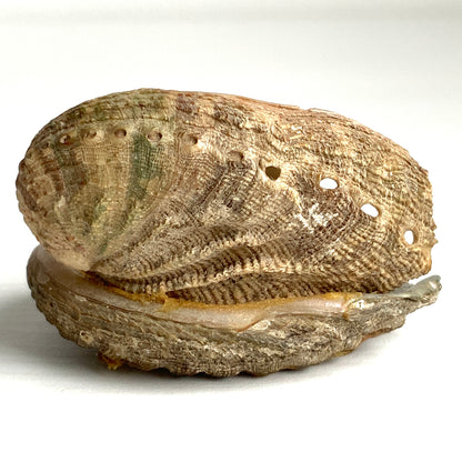 An antique doll head object from the 1900s–20s, sourced in France. 1900〜20年代頃の、フランスからやってきたアンティークドールヘッドのオブジェ。