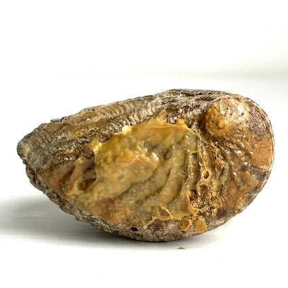 An antique doll head object from the 1900s–20s, sourced in France. 1900〜20年代頃の、フランスからやってきたアンティークドールヘッドのオブジェ。