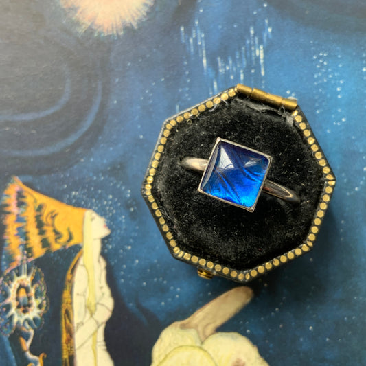 A silver ring featuring the beautiful wing of a Morpho butterfly. 美しいモルフォ蝶の羽を使ったバタフライウィングのシルバーリング。 